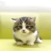 ミヌエット(短足)【岐阜県・男の子・2025年8月22日・ブラウンタビーホワイト】の写真6「将来有望🩷」