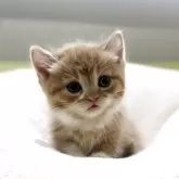 ミヌエット(短足)【岐阜県・女の子・2025年10月17日・レッドタビーホワイト】の写真7「めちゃかわ💕」