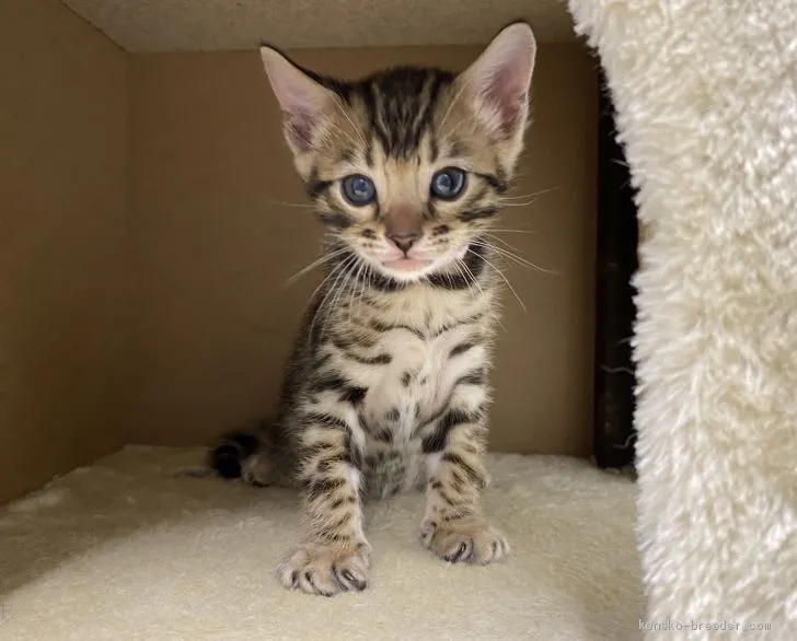 水崎春齋 様のお迎えした子猫