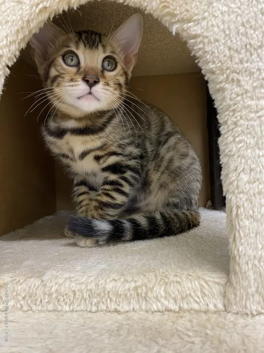 ID：2010-01718の子猫