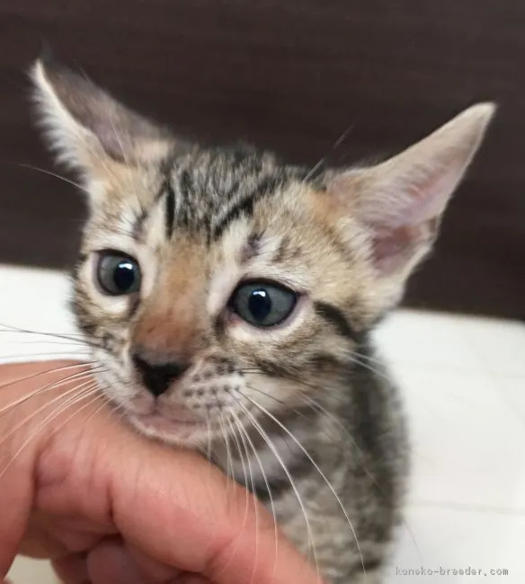 ID:1808-01204の子猫