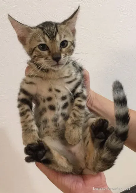 ID：1808-01209の子猫