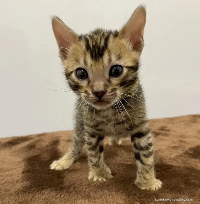 ID：2003-01580の子猫