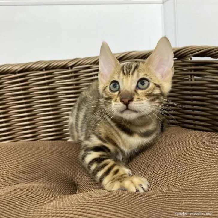 ID：2210-02071の子猫