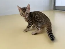 ベンガル【茨城県・男の子・2021年3月14日・ブラウンスポテッドタビー】の写真1「5月9日撮影、驚いたときの尻尾」