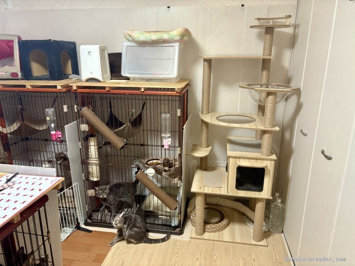 衛生面を考え、キャットタワーと床面はお掃除しやすいものを選んでいます。｜時田　陽平(ときた　ようへい)ブリーダー(千葉県・アメリカンショートヘアなど・PCC登録)の紹介写真2