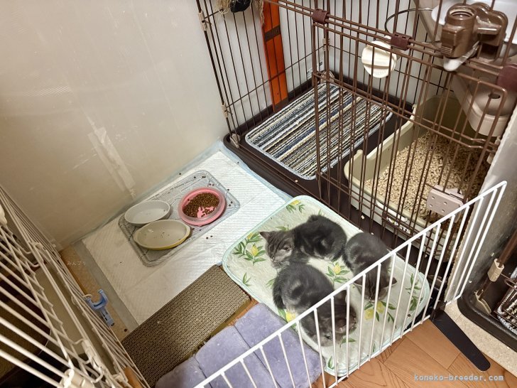 子猫は成長段階によって活動エリアを広げていきます。｜時田　陽平(ときた　ようへい)ブリーダー(千葉県・アメリカンショートヘアなど・PCC登録)の紹介写真5