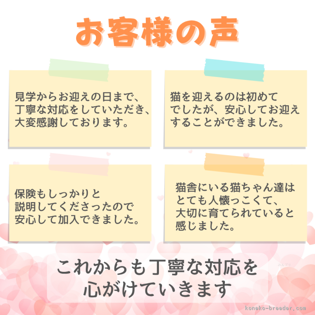 丁寧に、誠実に。多くの方にご好評いただいています。｜時田　陽平(ときた　ようへい)ブリーダー(千葉県・アメリカンショートヘアなど・PCC登録)の紹介写真7