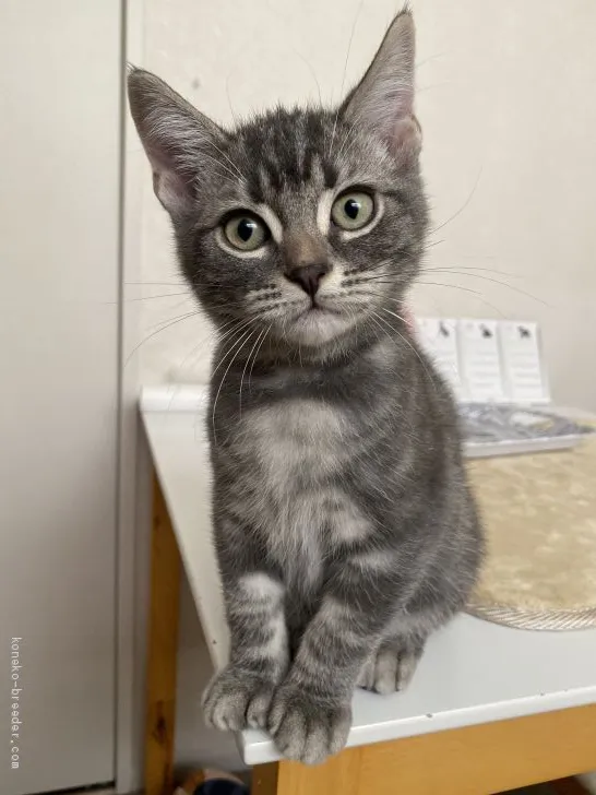 ID：1909-01281の子猫
