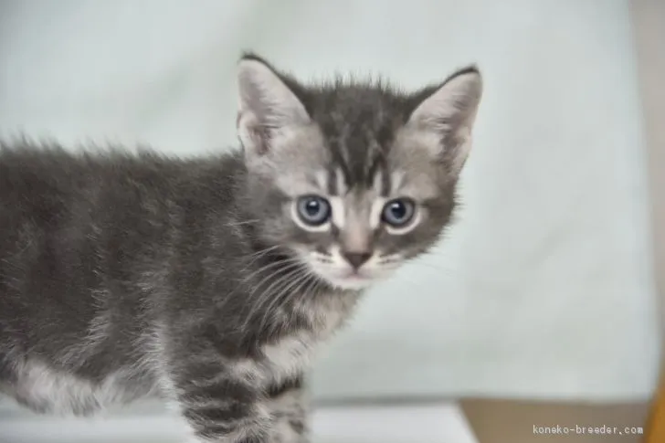 ID：1909-01280の子猫