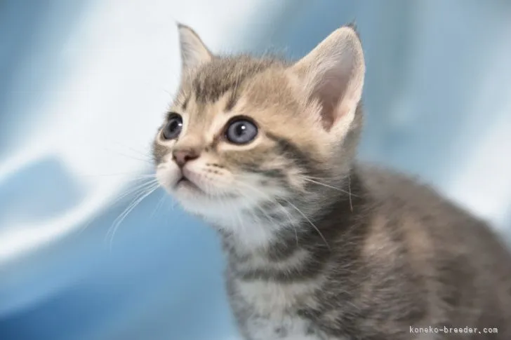 MI 様のお迎えした子猫