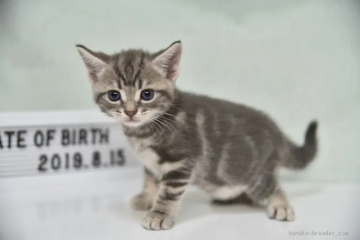 ID：1909-01282の子猫