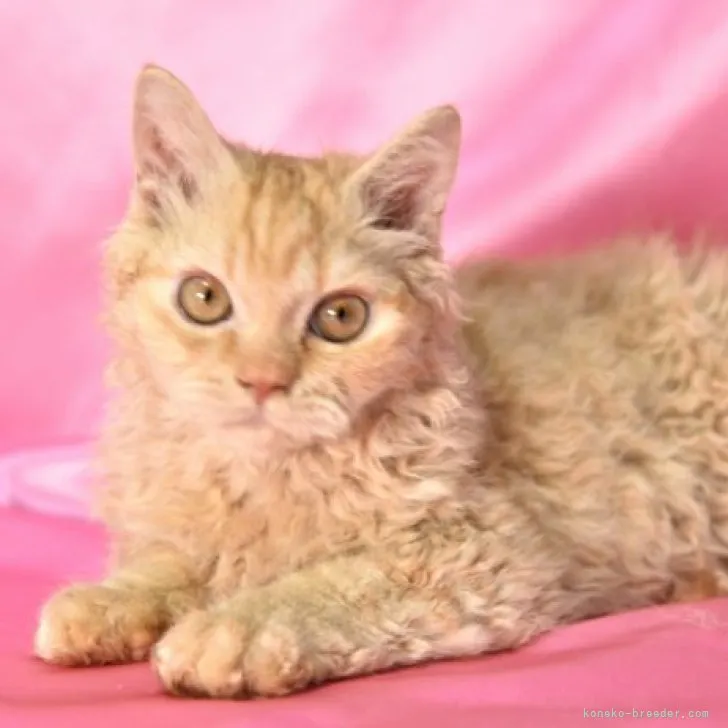 ID：2305-00081の子猫