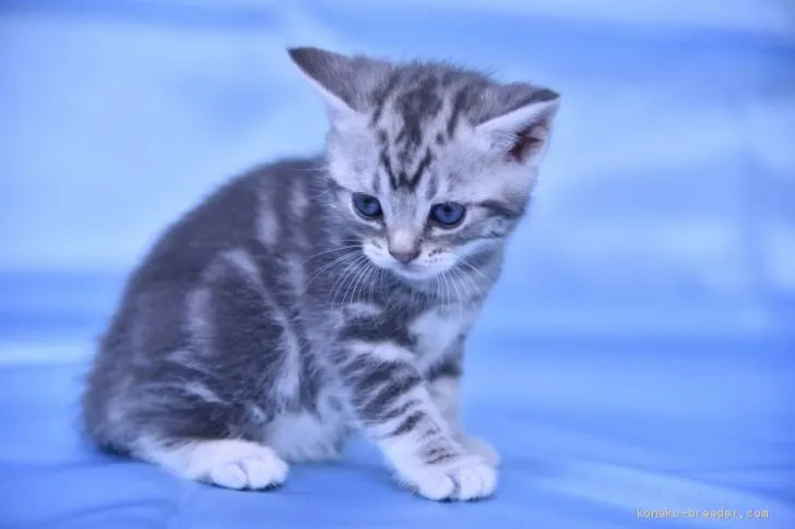 ID：2010-00308の子猫