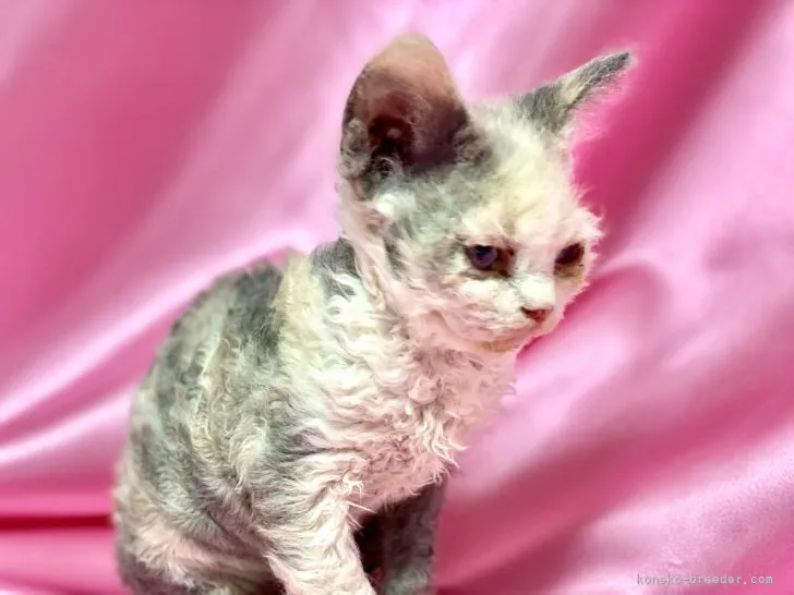 ID:2201-00193の子猫