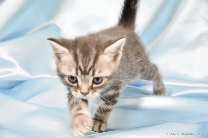 ID：2105-01910の子猫