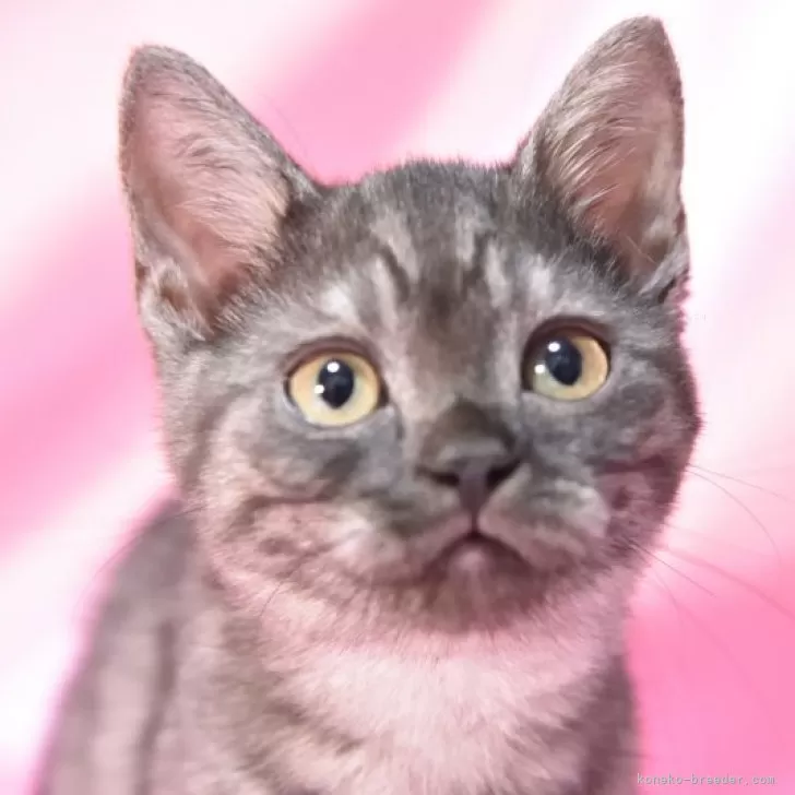 ID:2406-01444の子猫