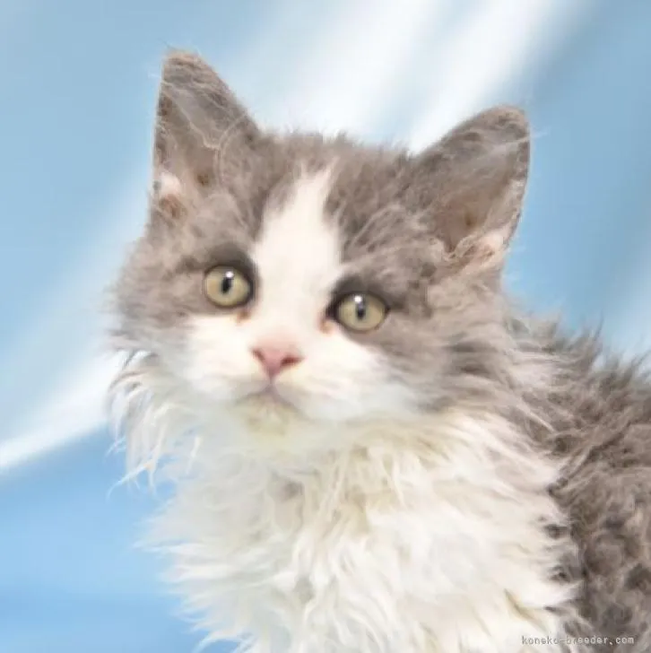 ID：2207-02112の子猫