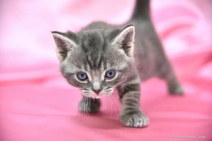 ID:2102-00820の子猫