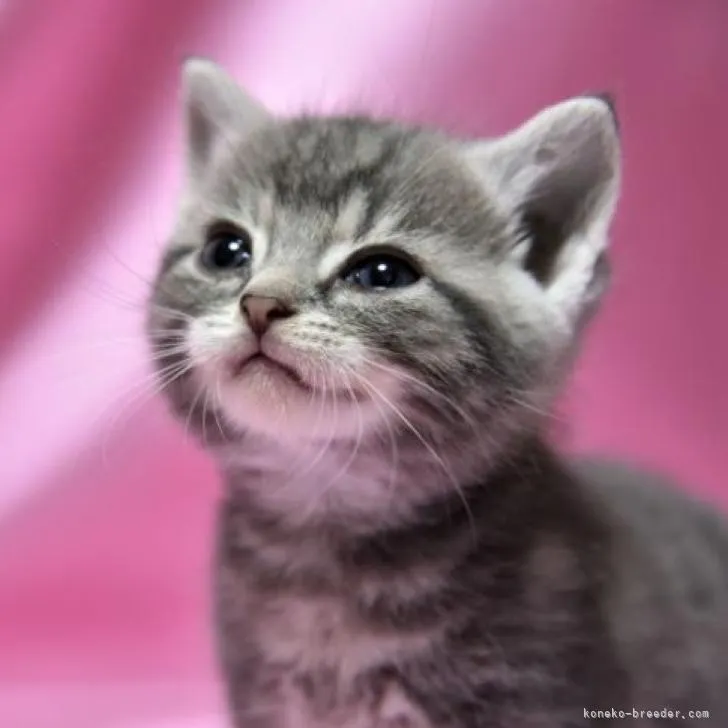 ID:2210-02854の子猫