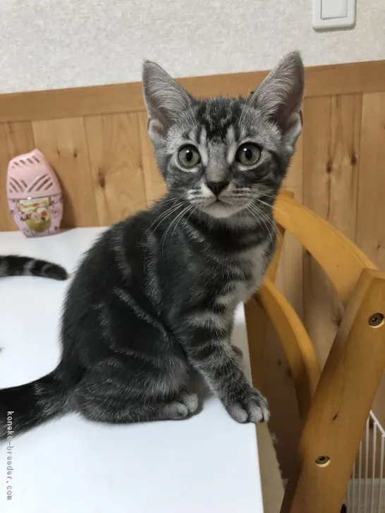 ID:1807-00294の子猫