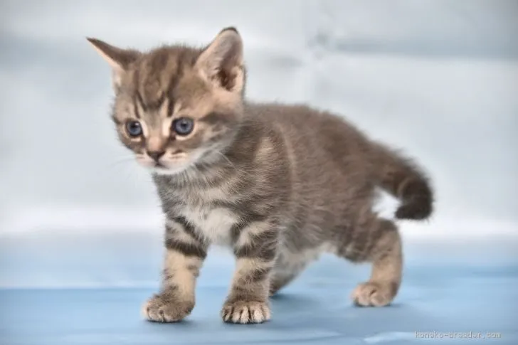 桜開花 様のお迎えした子猫