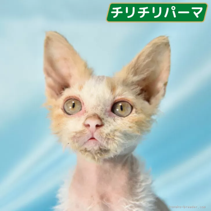 ID：2404-03613の子猫