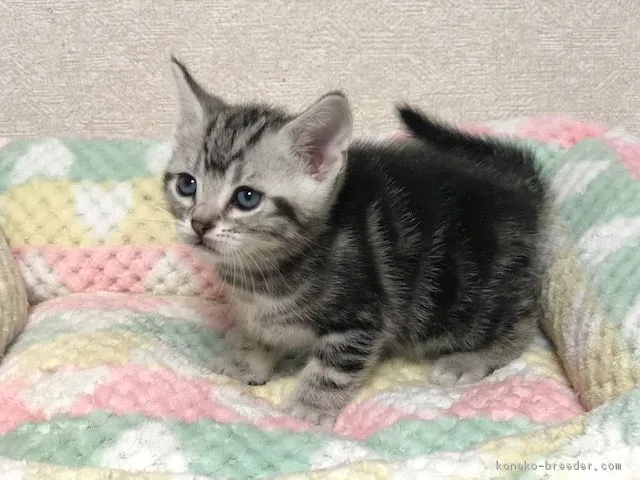 ID:1904-00153の子猫