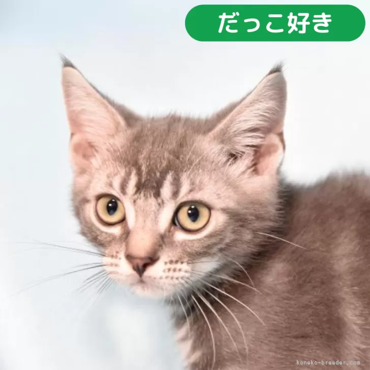 ID：2403-02803の子猫