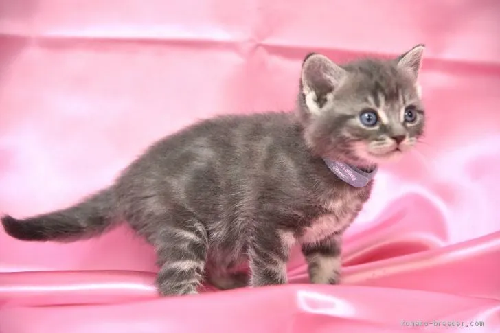 ID：2102-00823の子猫