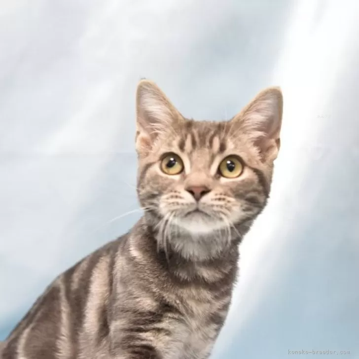 ID：2410-01209の子猫