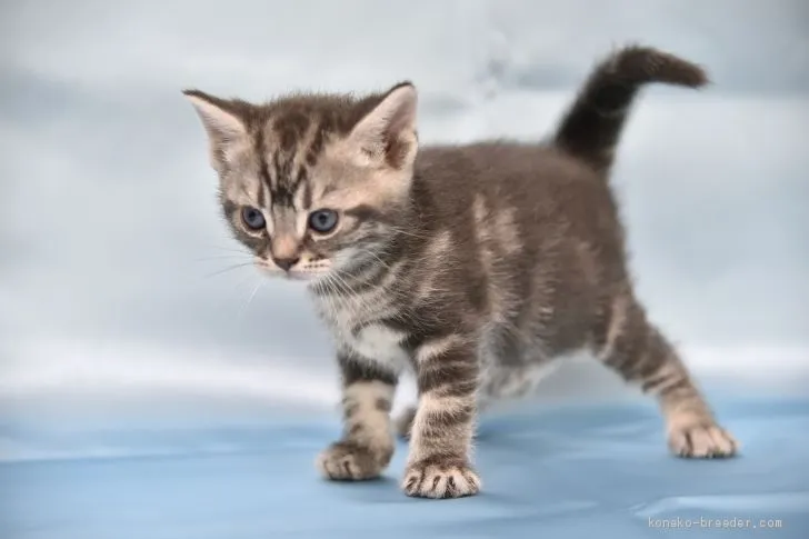 ID:2003-01718の子猫