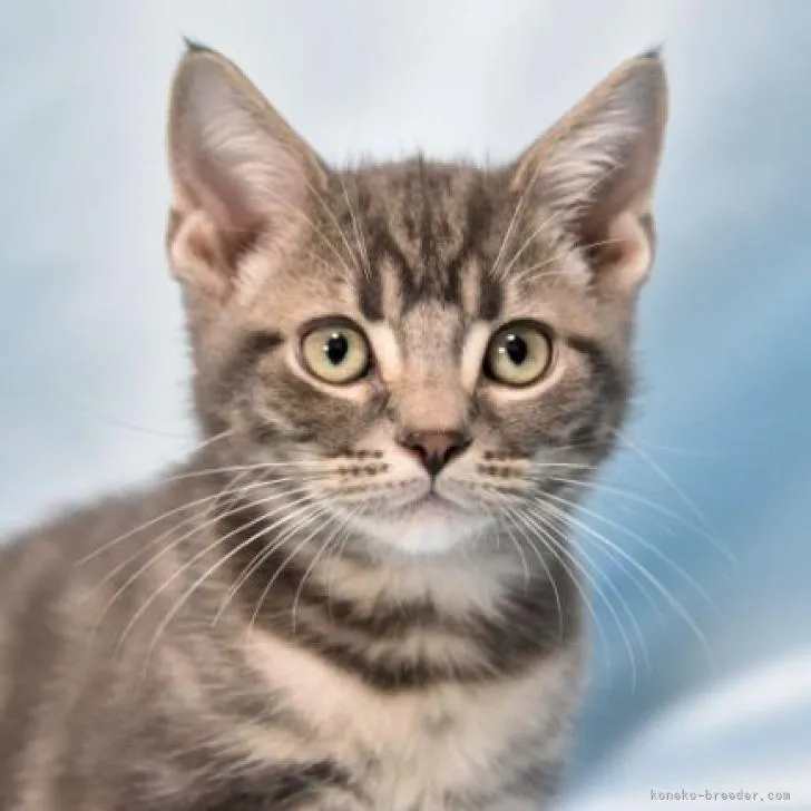 ID:2209-00838の子猫