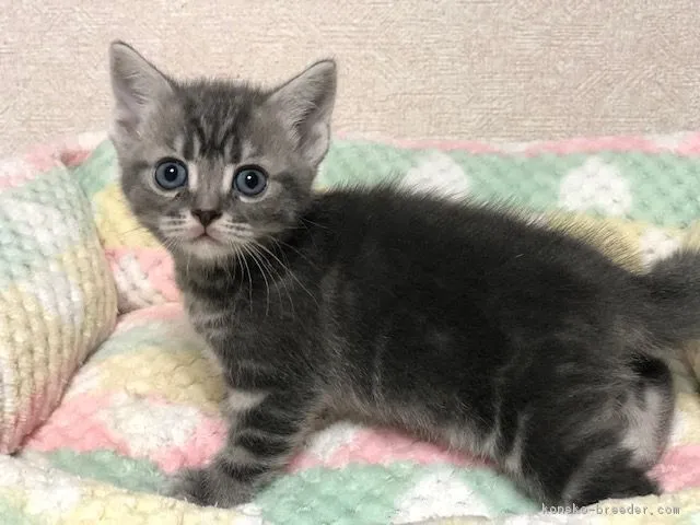 ID:1904-00151の子猫