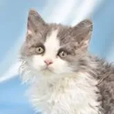 セルカークレックス【千葉県・男の子・2022年6月19日・ブルー&ホワイト】の写真1「8/23撮影」