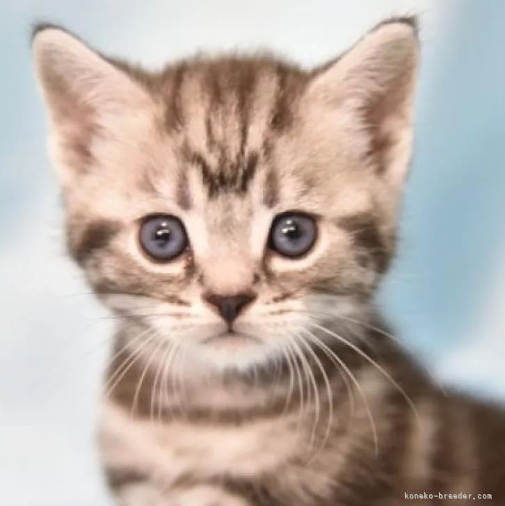 ID:2209-00836の子猫