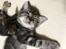 アメリカンショートヘア【千葉県・男の子・2018年5月27日・】の写真2「7/5撮影」
