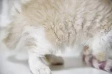 セルカークレックス【千葉県・女の子・2025年9月6日・クリームタビー&ホワイト】の写真11