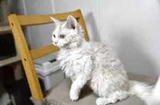 セルカークレックス【千葉県・女の子・2025年4月24日・クリーム&ホワイト】の写真10