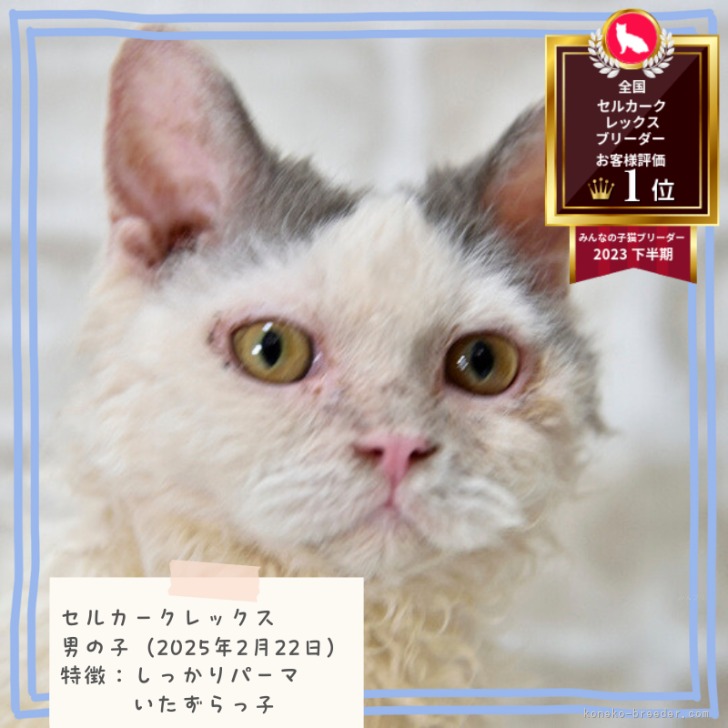 ブリーダー画像