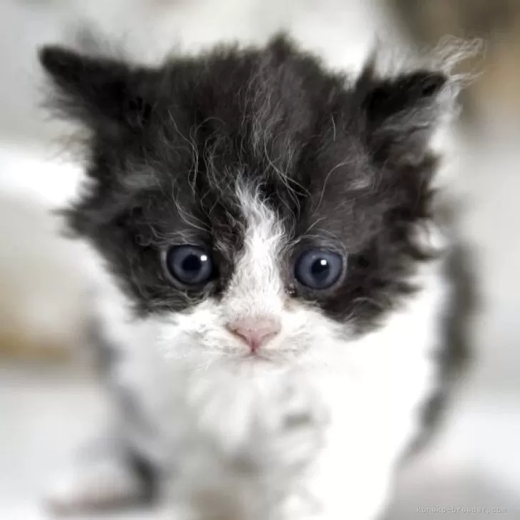 N.D 様のお迎えした子猫