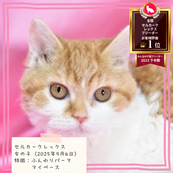 セルカークレックス【千葉県・女の子・2025年9月6日・レッドタビー&amp;ホワイト】の写真1「モフモフしたくなる❤️」