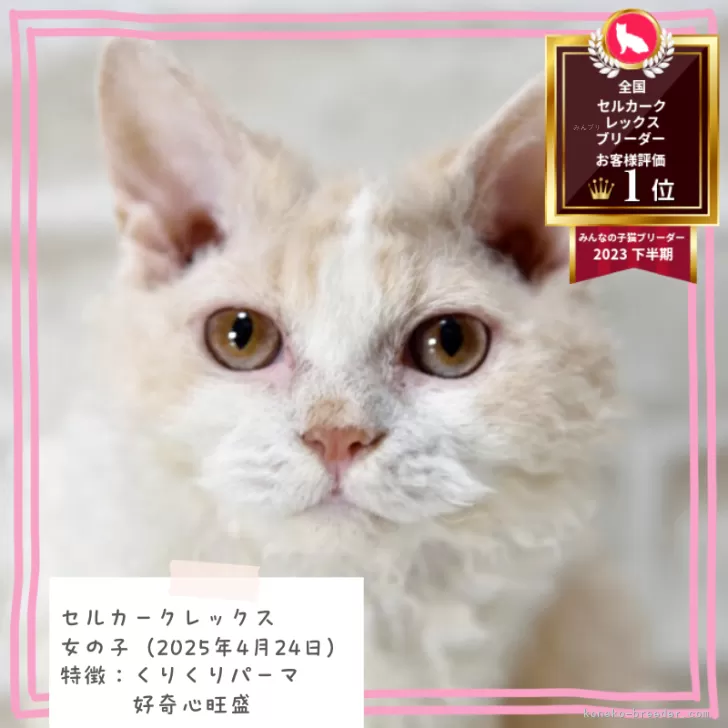 セルカークレックス【千葉県・女の子・2025年4月24日・クリーム&amp;ホワイト】の写真1「美人さんになりました」