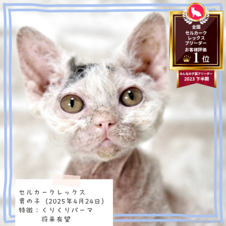ブリーダー画像