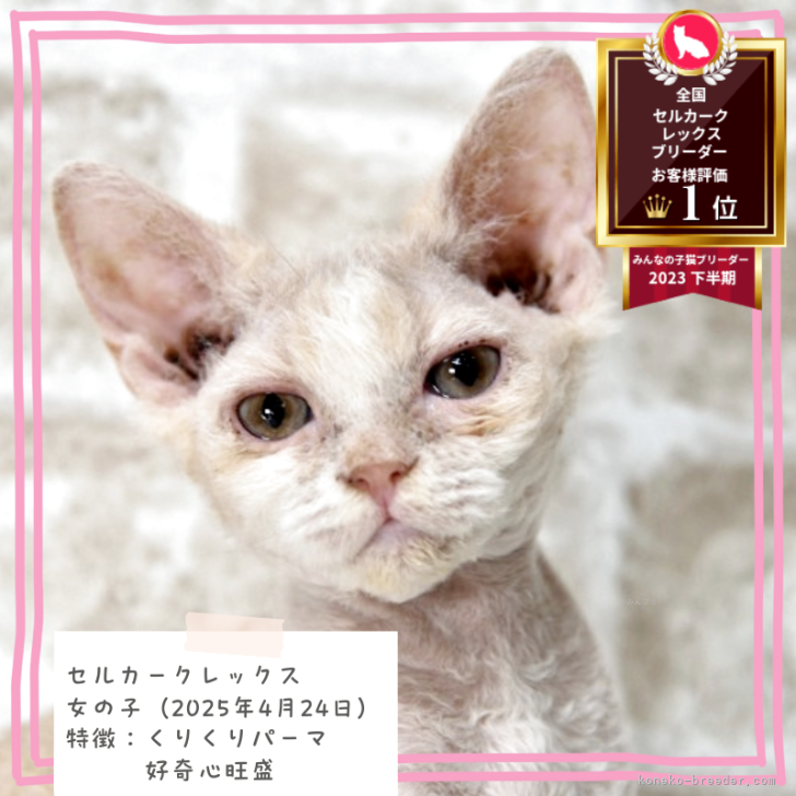 クリーブ ネコのパリ紀行 楽天市場】キッカーランド キャット パーフェクトペアネイル