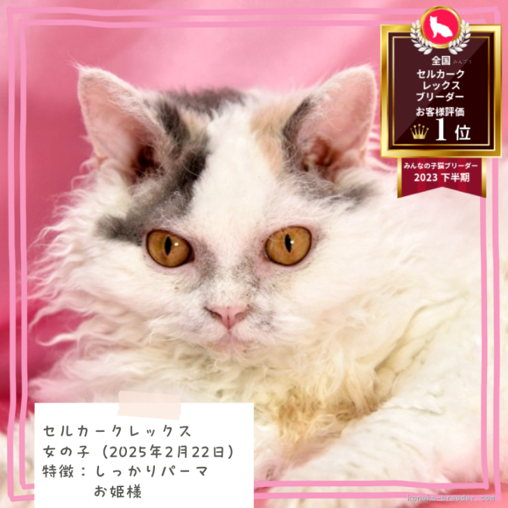 ブリーダー画像