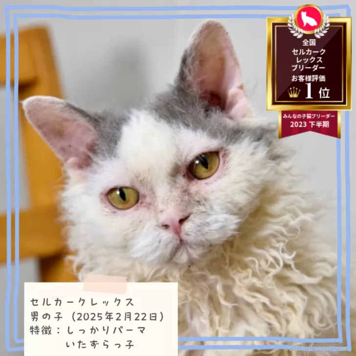 セルカークレックス【千葉県・男の子・2025年2月22日・ブルー&amp;ホワイトバン】の写真1「大きなぬいぐるみ🧸ゴロゴロすりすり甘えん坊です」