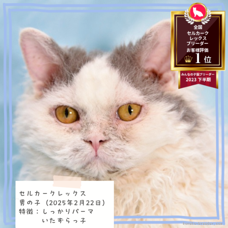 ブリーダー画像