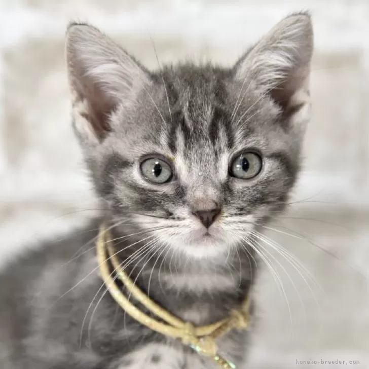 ID：2507-00581の子猫