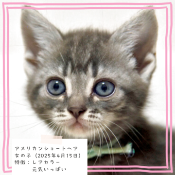 アメリカンショートヘア【千葉県・女の子・2025年4月15日・ブルータビー】の写真「レアカラー🐱すくすく成長しています✨️」